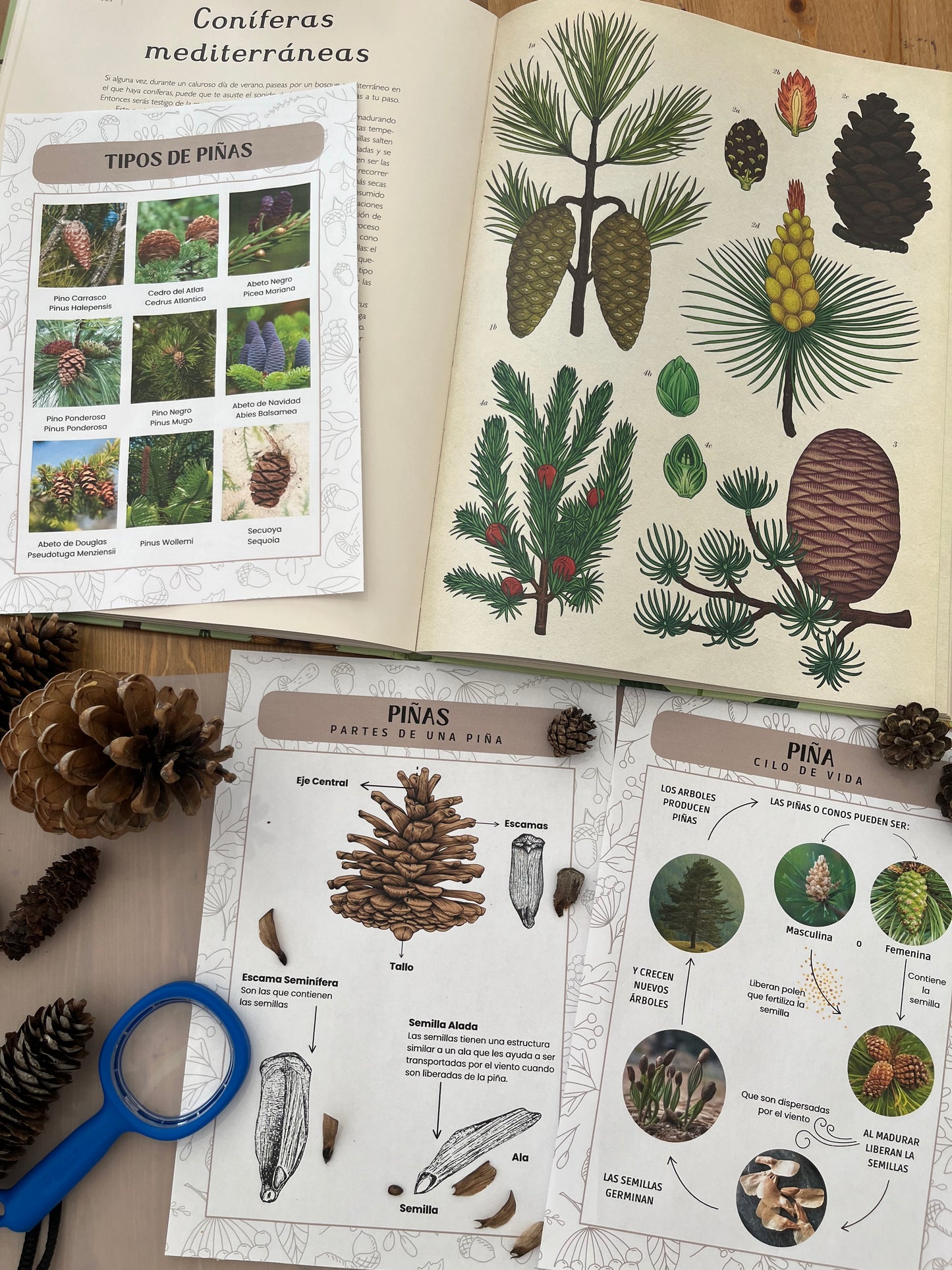 material educativo sobre coníferas mediterráneas y piñas con ilustraciones y fichas de aprendizaje para estudiar la naturaleza con niños