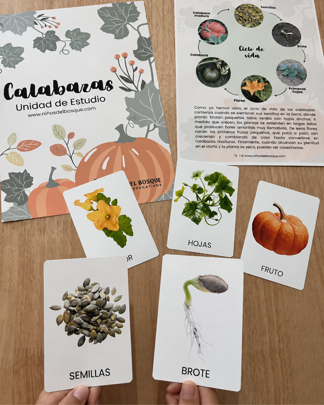 Calabazas Unidad de Estudio