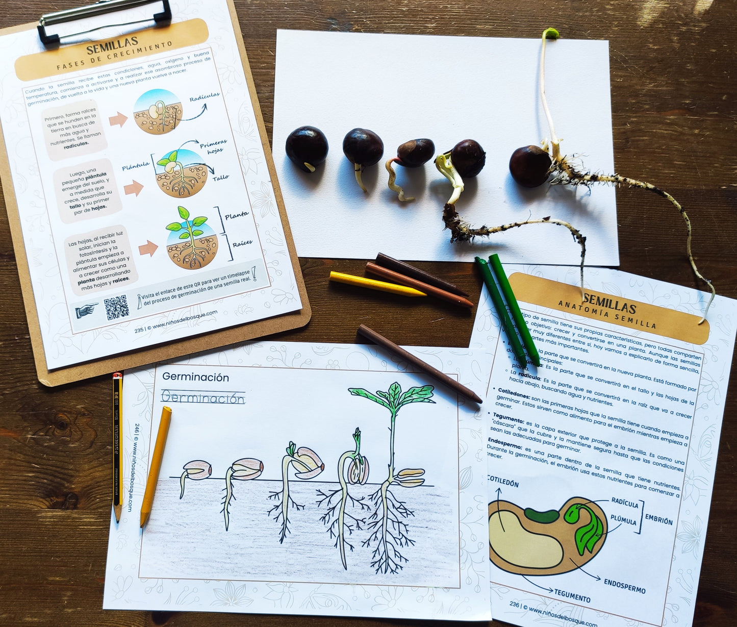 Actividad educativa sobre la germinación de semillas para niños con fichas explicativas, dibujo del proceso de crecimiento de una planta y semillas germinando sobre una mesa.