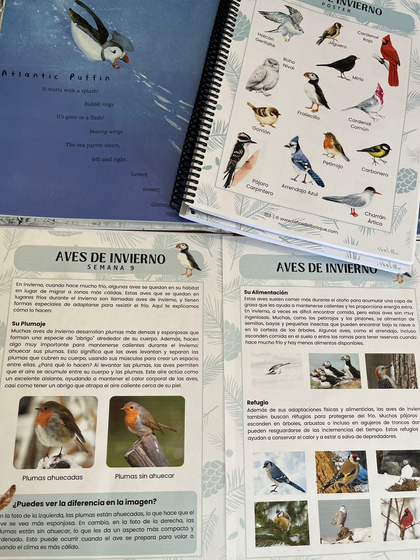 Páginas de una guía educativa sobre aves de invierno para niños con ilustraciones, fichas informativas y fotografías de distintas especies de pájaros.