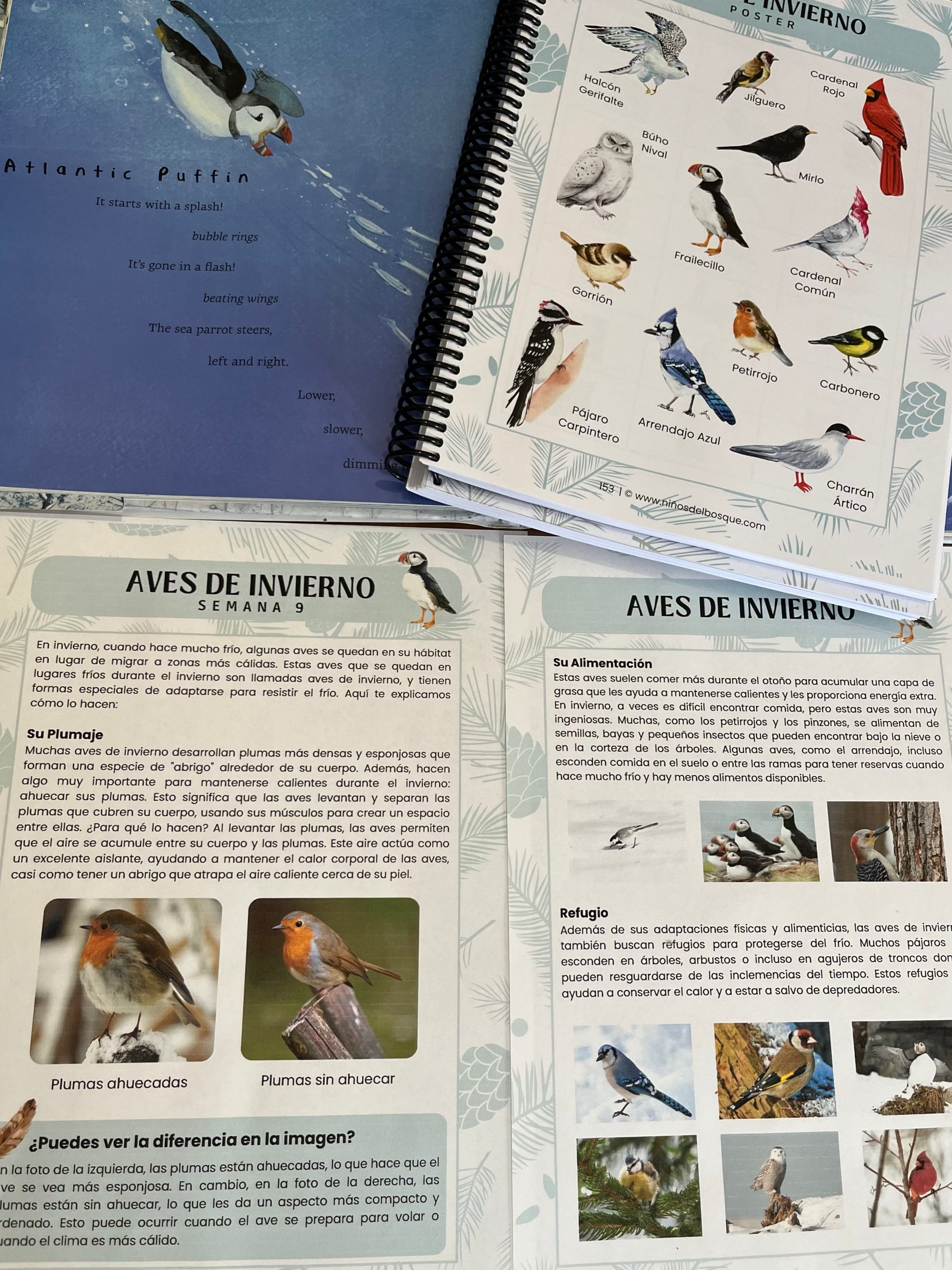 Páginas de una guía educativa sobre aves de invierno para niños con ilustraciones, fichas informativas y fotografías de distintas especies de pájaros.