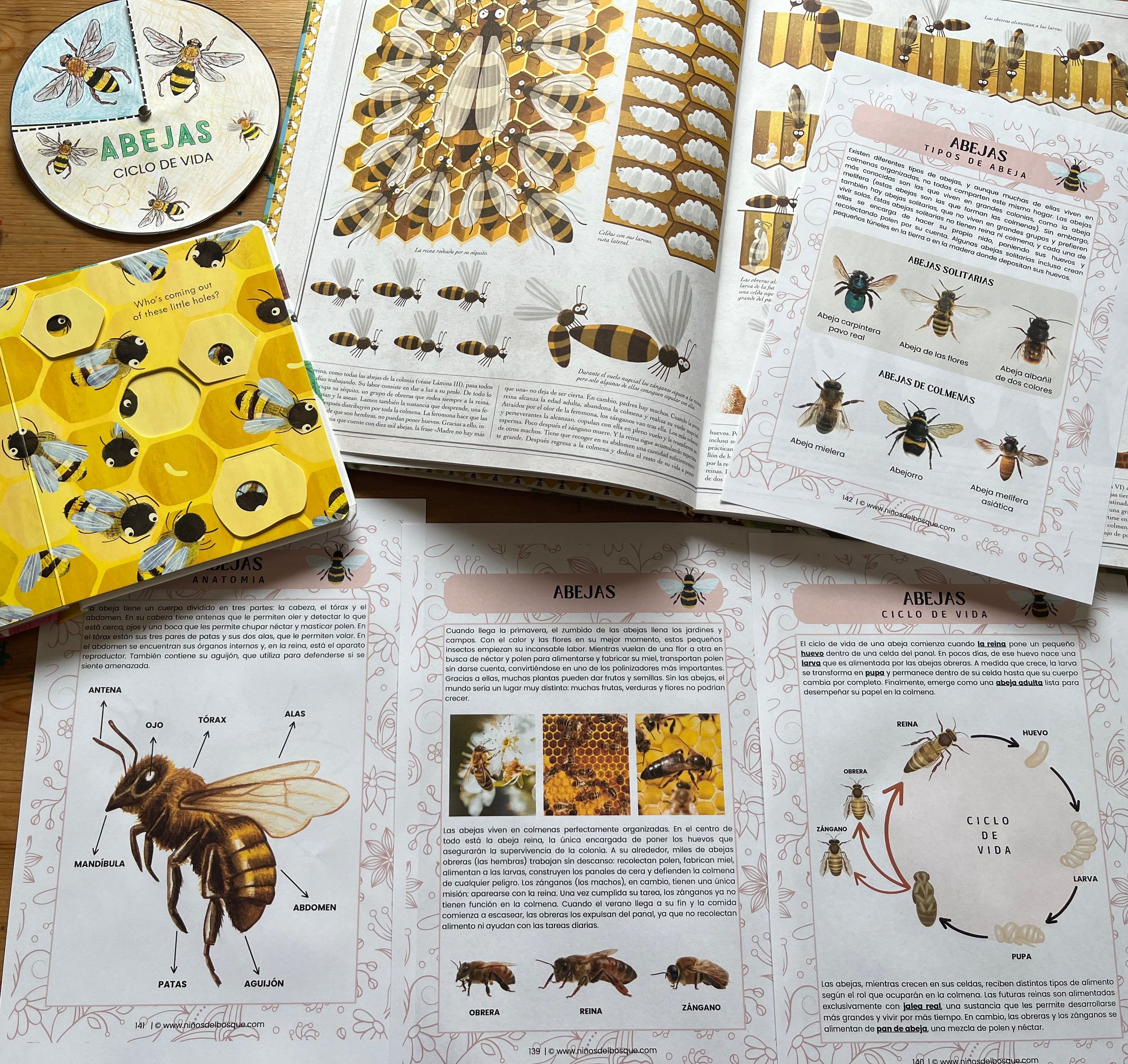 Guía educativa sobre las abejas para niños, con ilustraciones del ciclo de vida, partes del cuerpo y colmena, junto a materiales didácticos inspirados en abejas