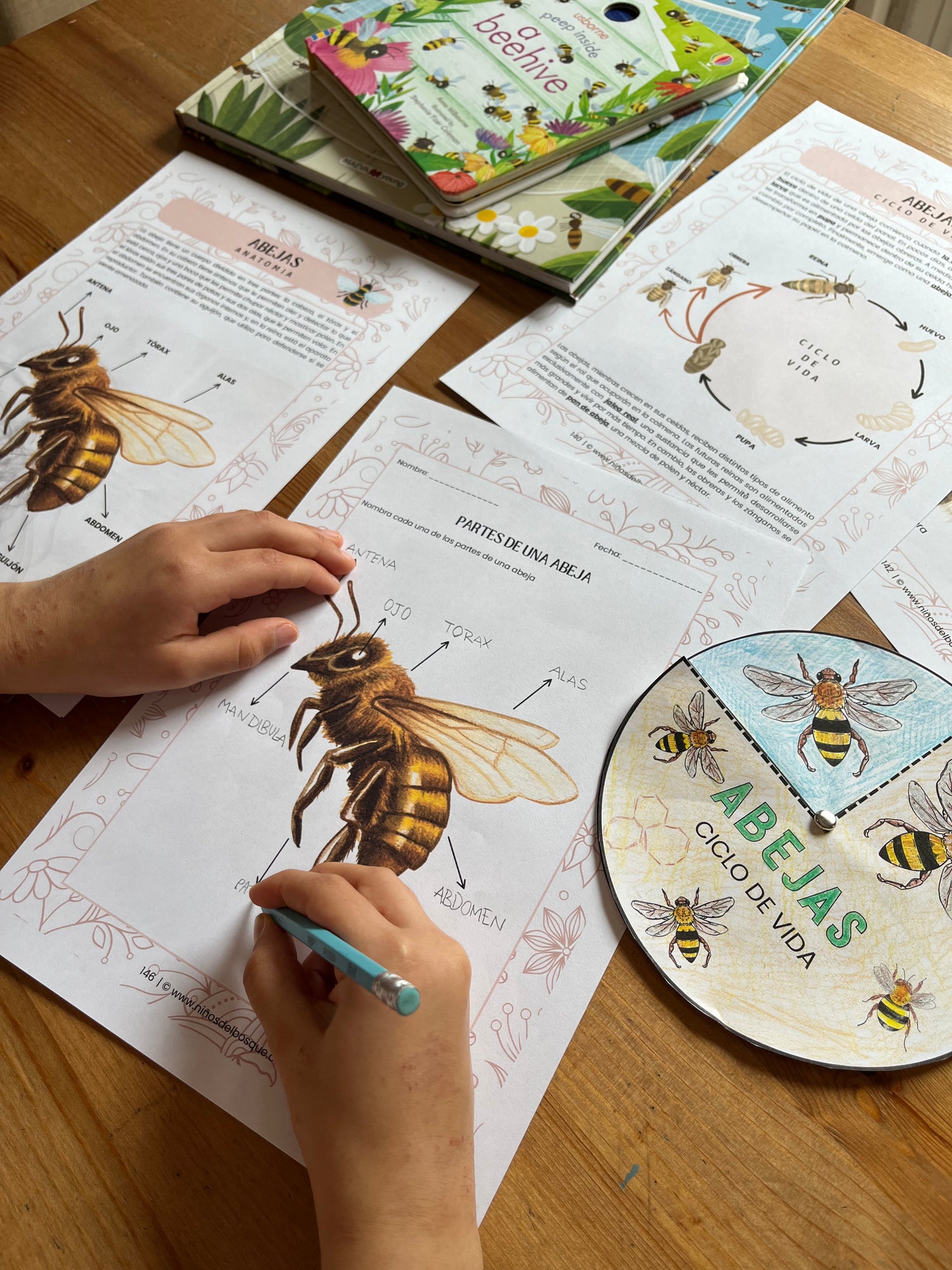 Guía educativa sobre las abejas para niños, con ilustraciones del ciclo de vida, partes del cuerpo y colmena, junto a materiales didácticos inspirados en abejas.