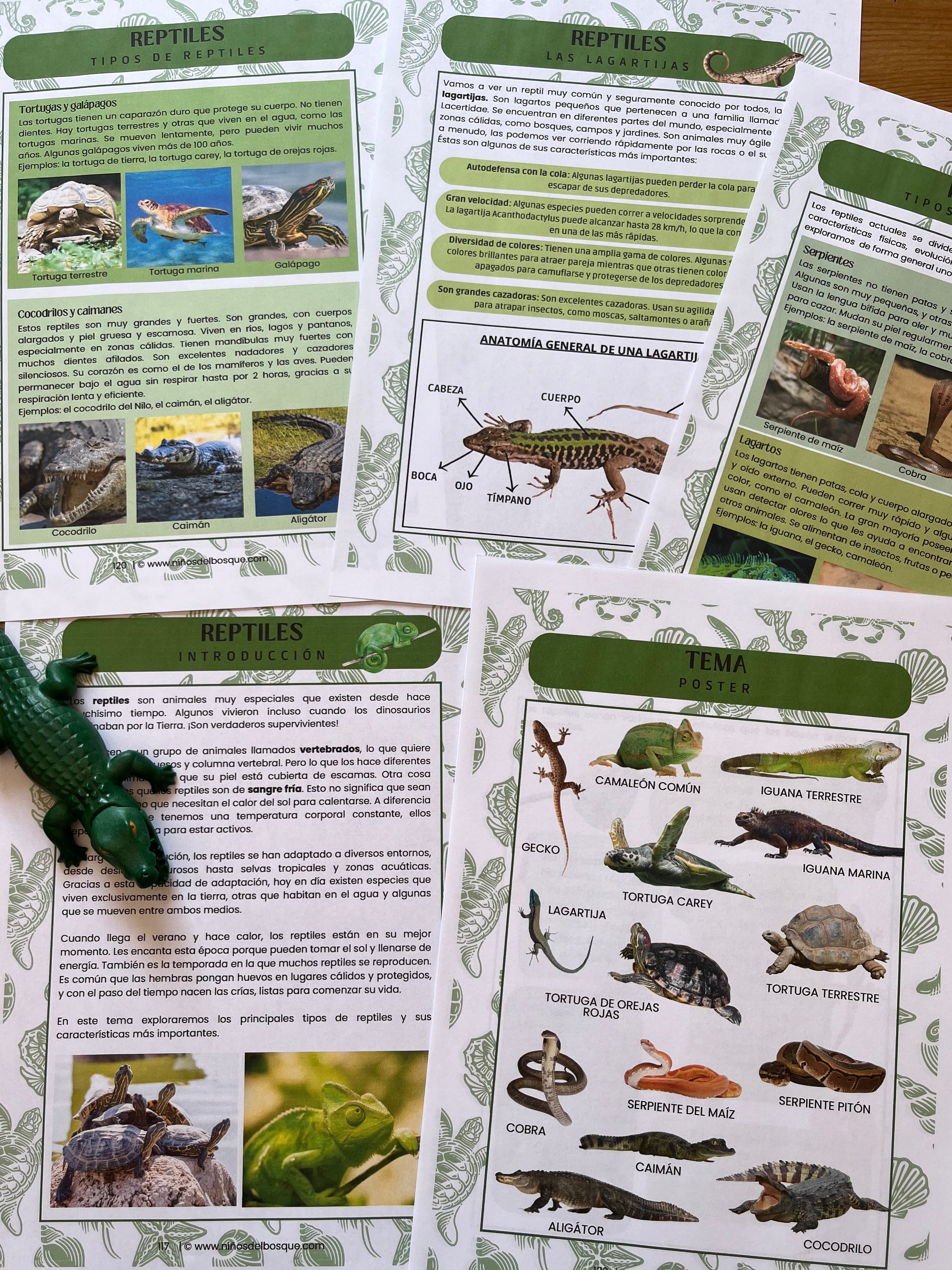 Páginas de una guía educativa sobre reptiles para niños con ilustraciones y fotografías de lagartos, tortugas y serpientes, parte de un recurso de estudios de naturaleza.