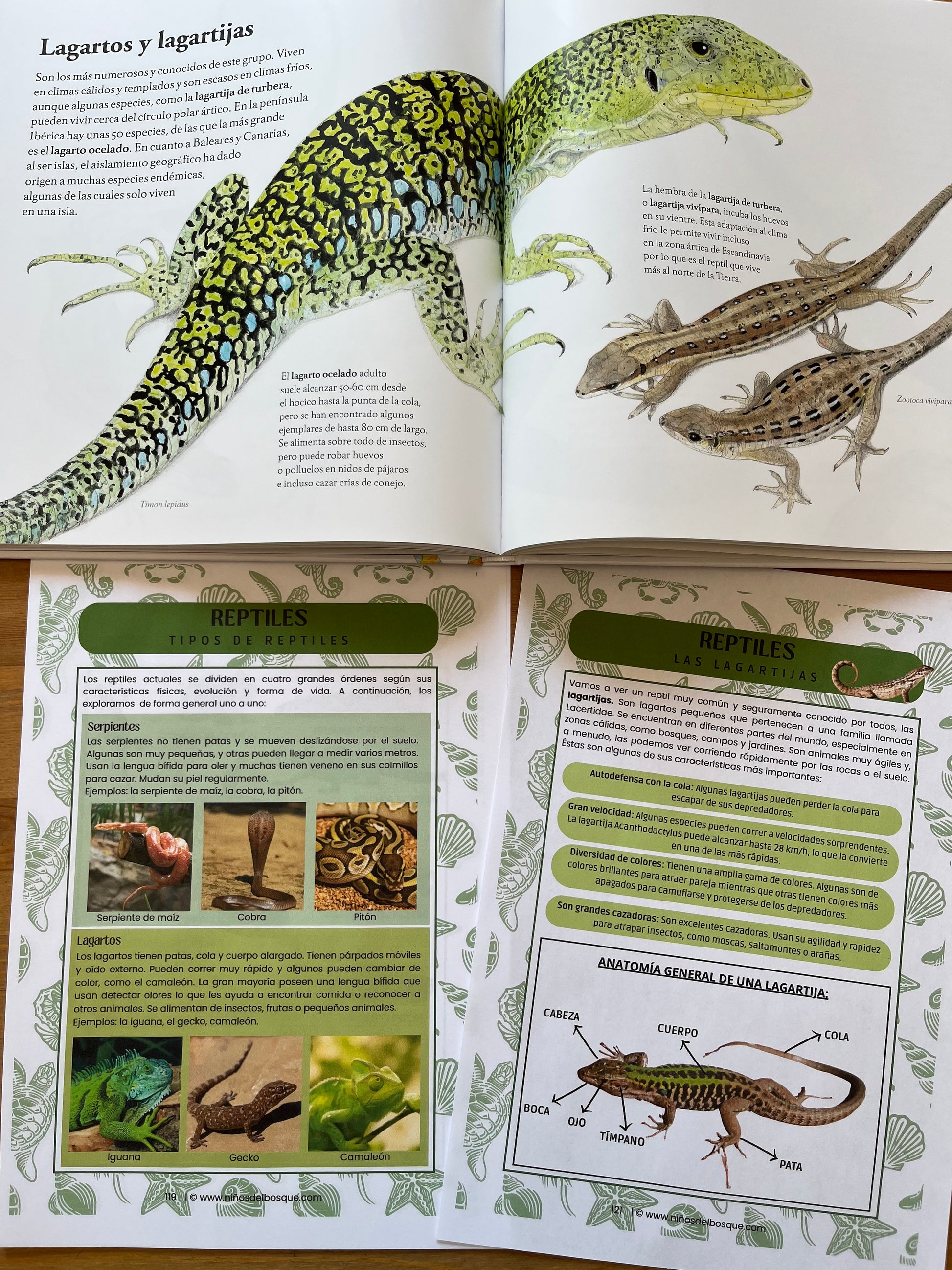 Páginas de una guía educativa sobre reptiles para niños con ilustraciones y fotografías de lagartos, tortugas y serpientes, parte de un recurso de estudios de naturaleza.