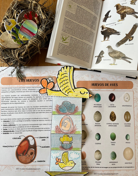 Páginas de una guía educativa de naturaleza para niños sobre los huevos de aves, con ilustraciones del desarrollo del pollito y diferentes tipos de huevos de aves.