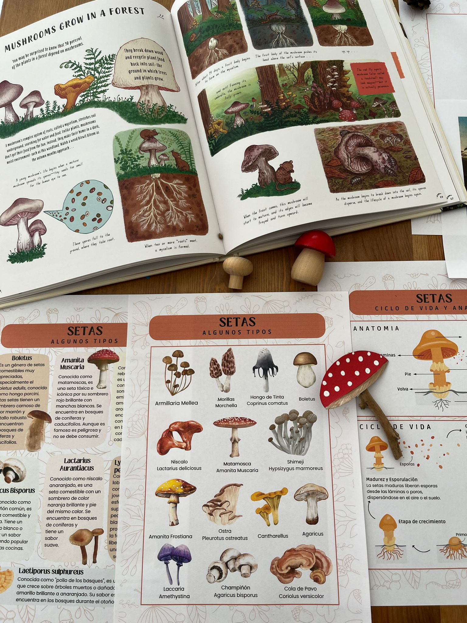 láminas educativas sobre tipos de setas, anatomía y ciclo de vida de los hongos junto a un libro de naturaleza para niños