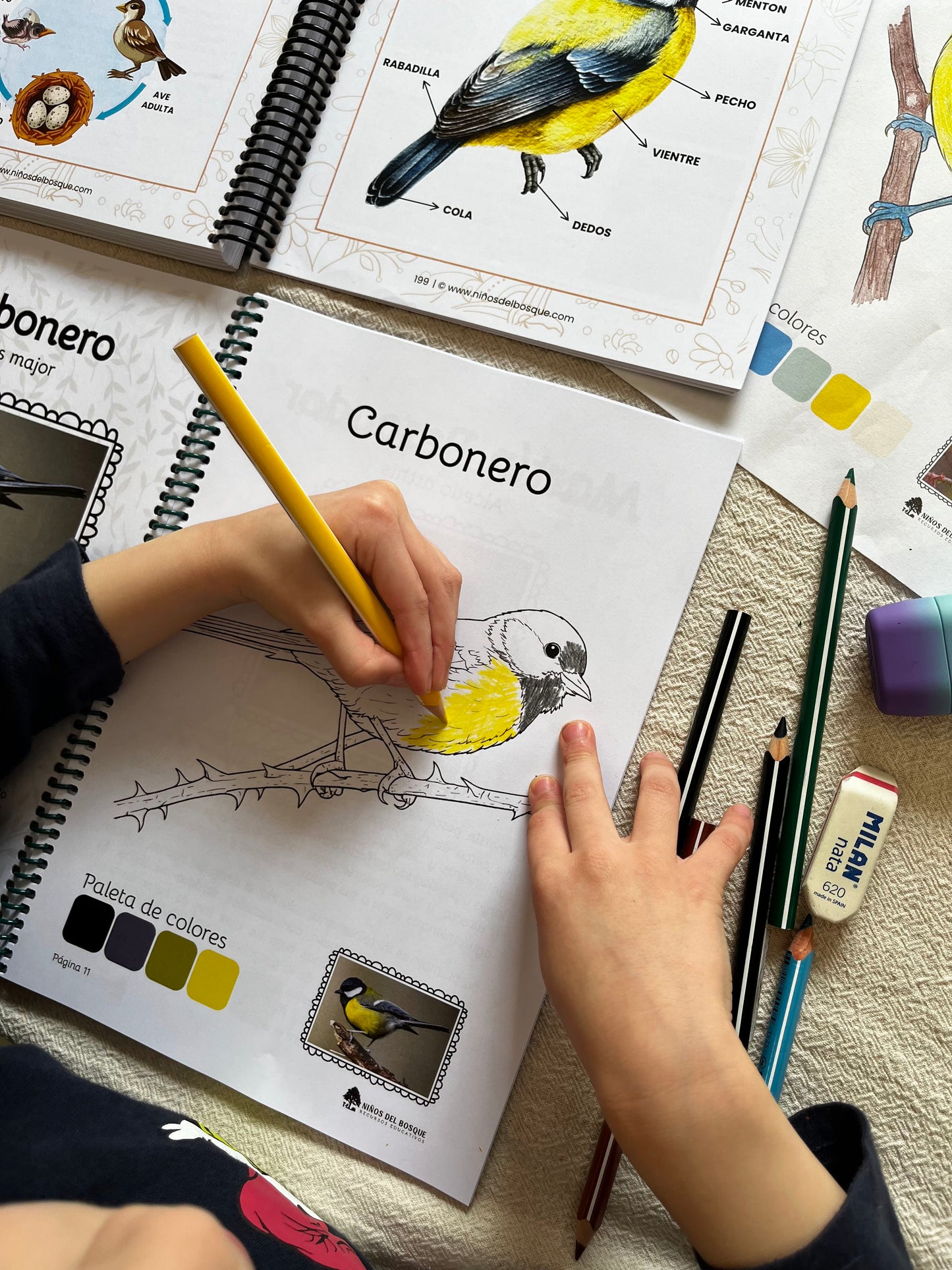 Niño coloreando una ilustración de un carbonero en un libro educativo de aves, rodeado de lápices de colores y material de dibujo, recurso de naturaleza para niños.
