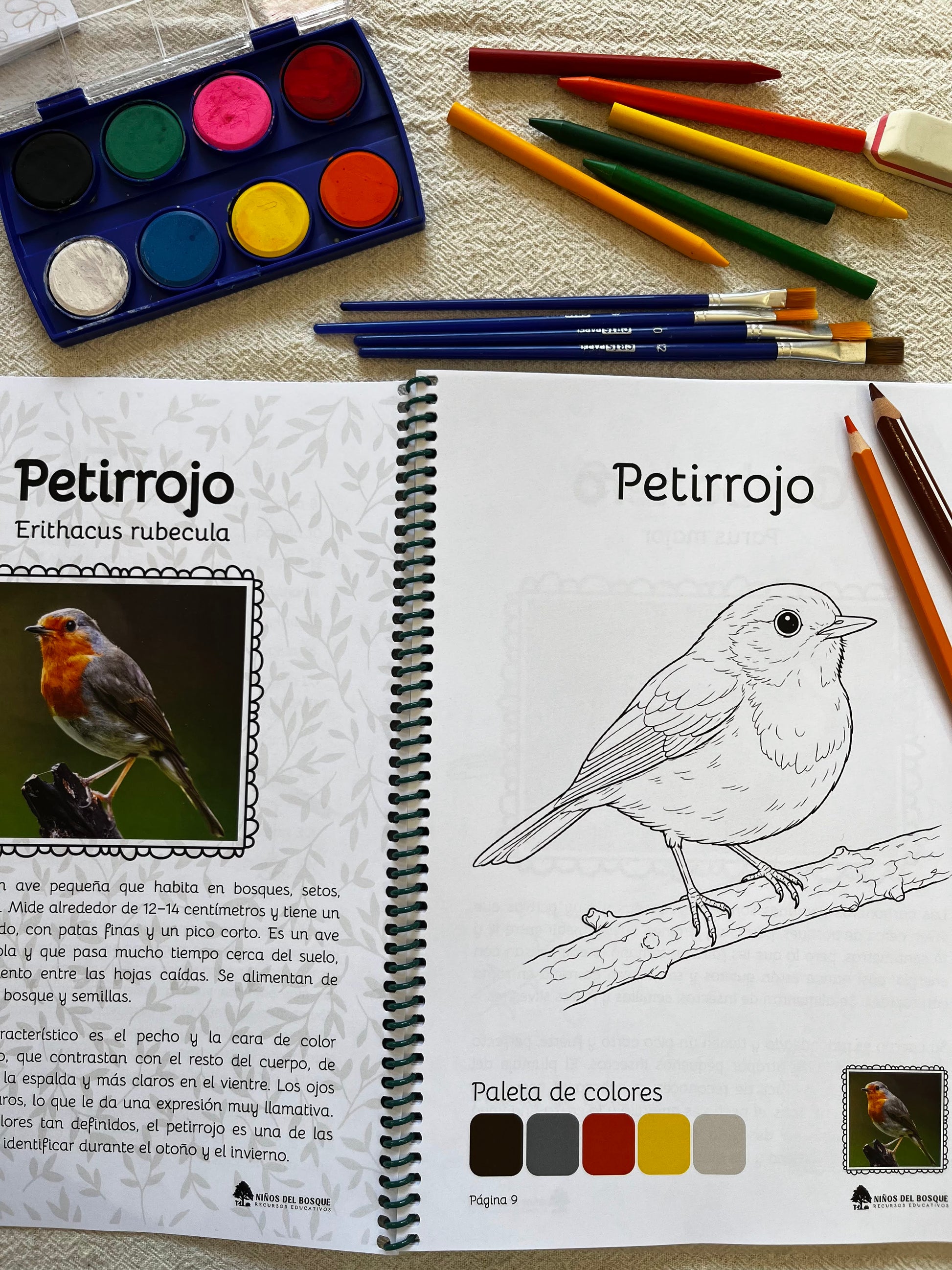 Página de un libro para colorear de aves con ilustración de un petirrojo para niños, acompañado de lápices de colores y material de dibujo, recurso educativo de naturaleza.