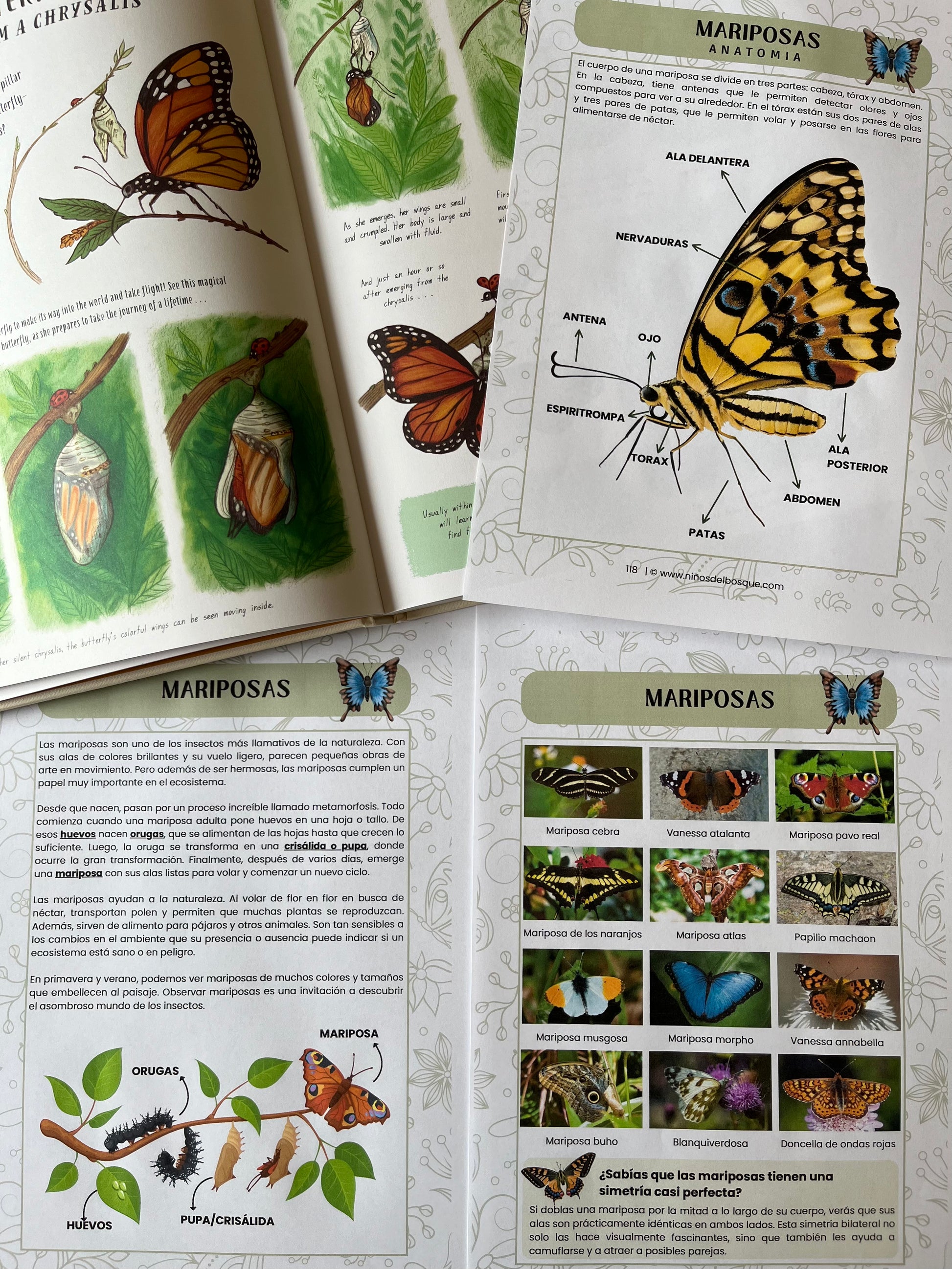 Páginas de una guía educativa de naturaleza para niños sobre las mariposas, con ilustraciones del ciclo de vida, anatomía y diferentes especies.