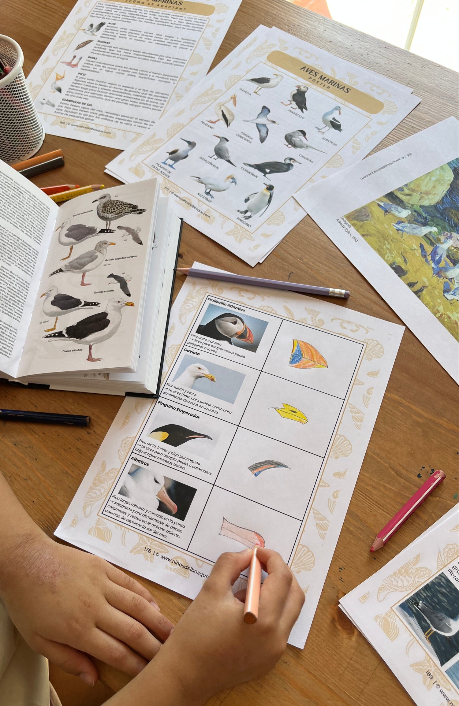 Niño utilizando una guía educativa de naturaleza con fichas e ilustraciones de aves marinas, como parte de un recurso de aprendizaje para niños.
