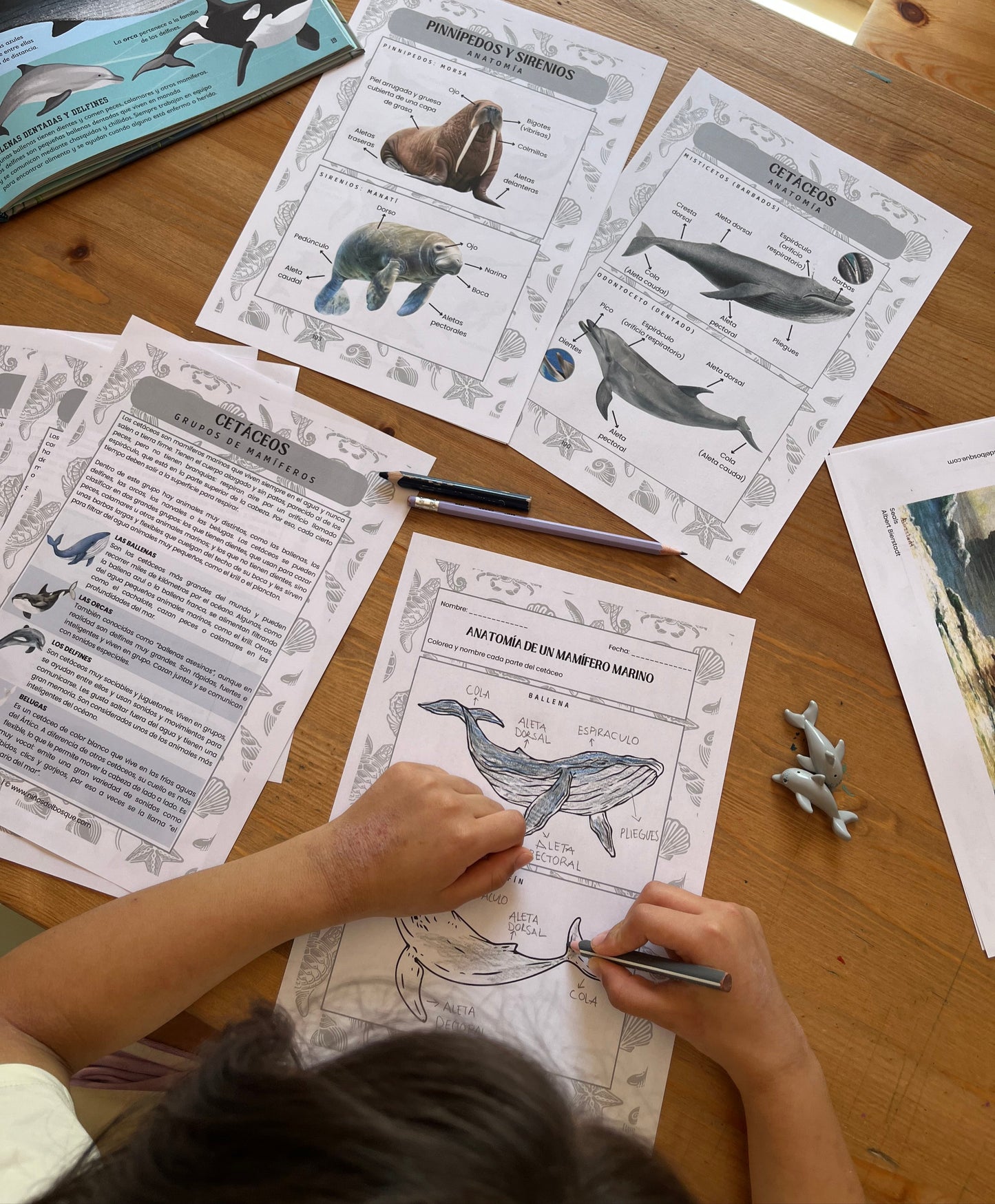 Niña observando y utilizando una guía educativa de naturaleza con ilustraciones de animales marinos y ecosistemas, un recurso de aprendizaje sobre el verano.