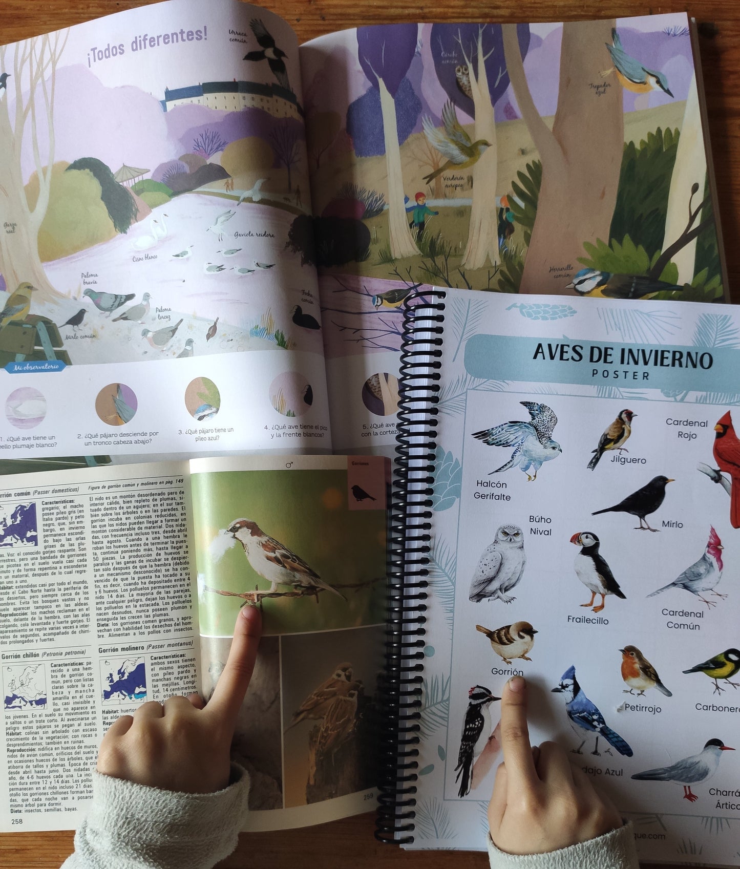 Mano señalando aves en un póster educativo de aves de invierno con ilustraciones de diferentes pájaros, parte de una guía de naturaleza para niños