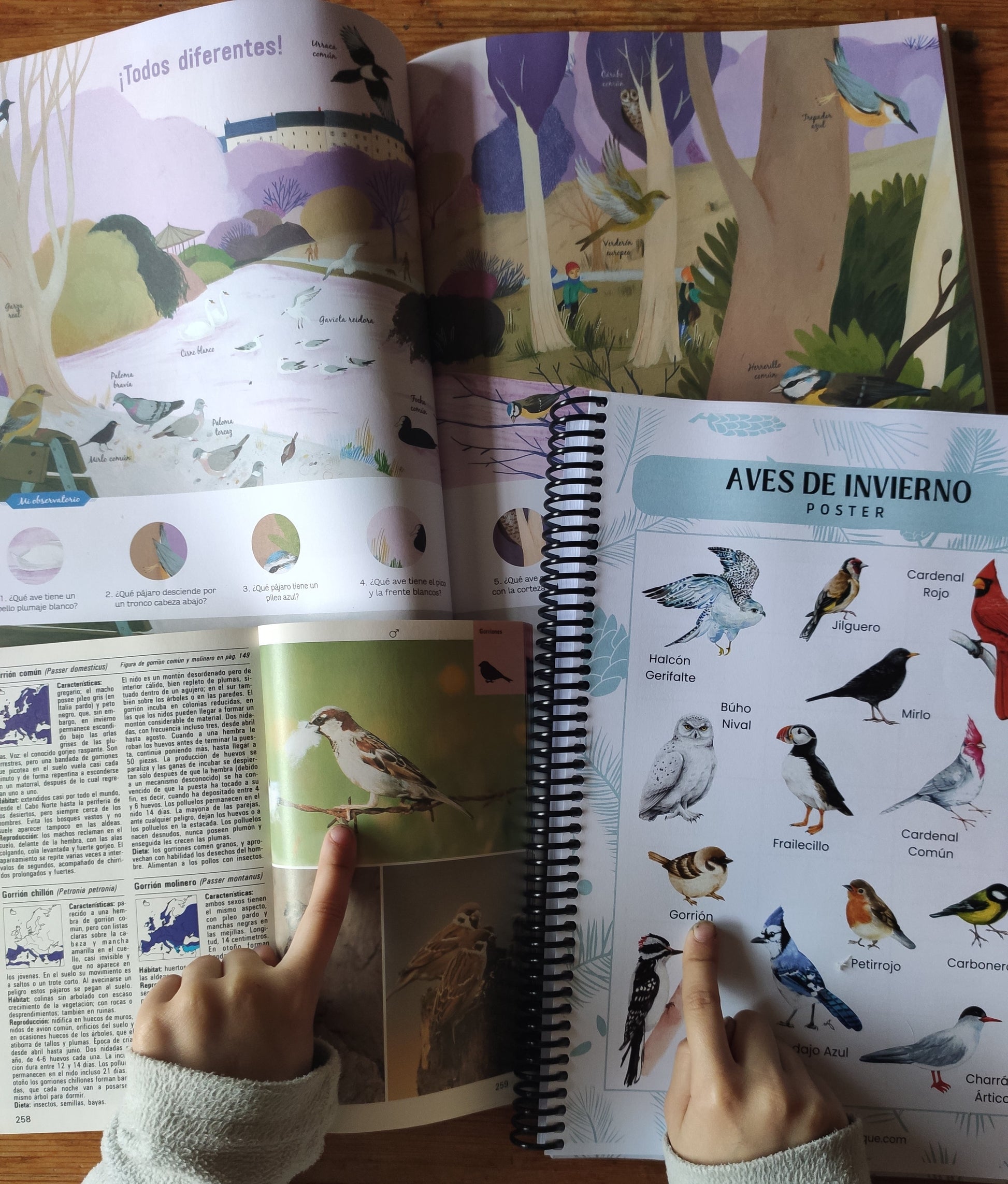 Mano señalando aves en un póster educativo de aves de invierno con ilustraciones de diferentes pájaros, parte de una guía de naturaleza para niños