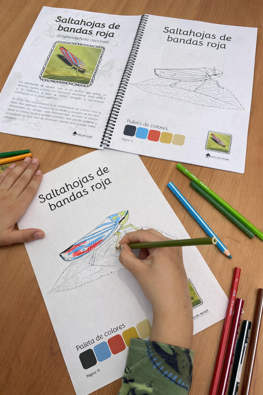 Libro para colorear e identificar INSECTOS