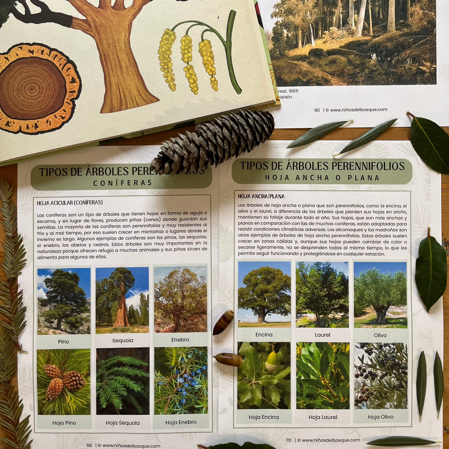 Fichas educativas sobre tipos de árboles perennifolios, coníferas y de hoja ancha, acompañadas de hojas y piñas naturales como recurso de aprendizaje de naturaleza para niños.