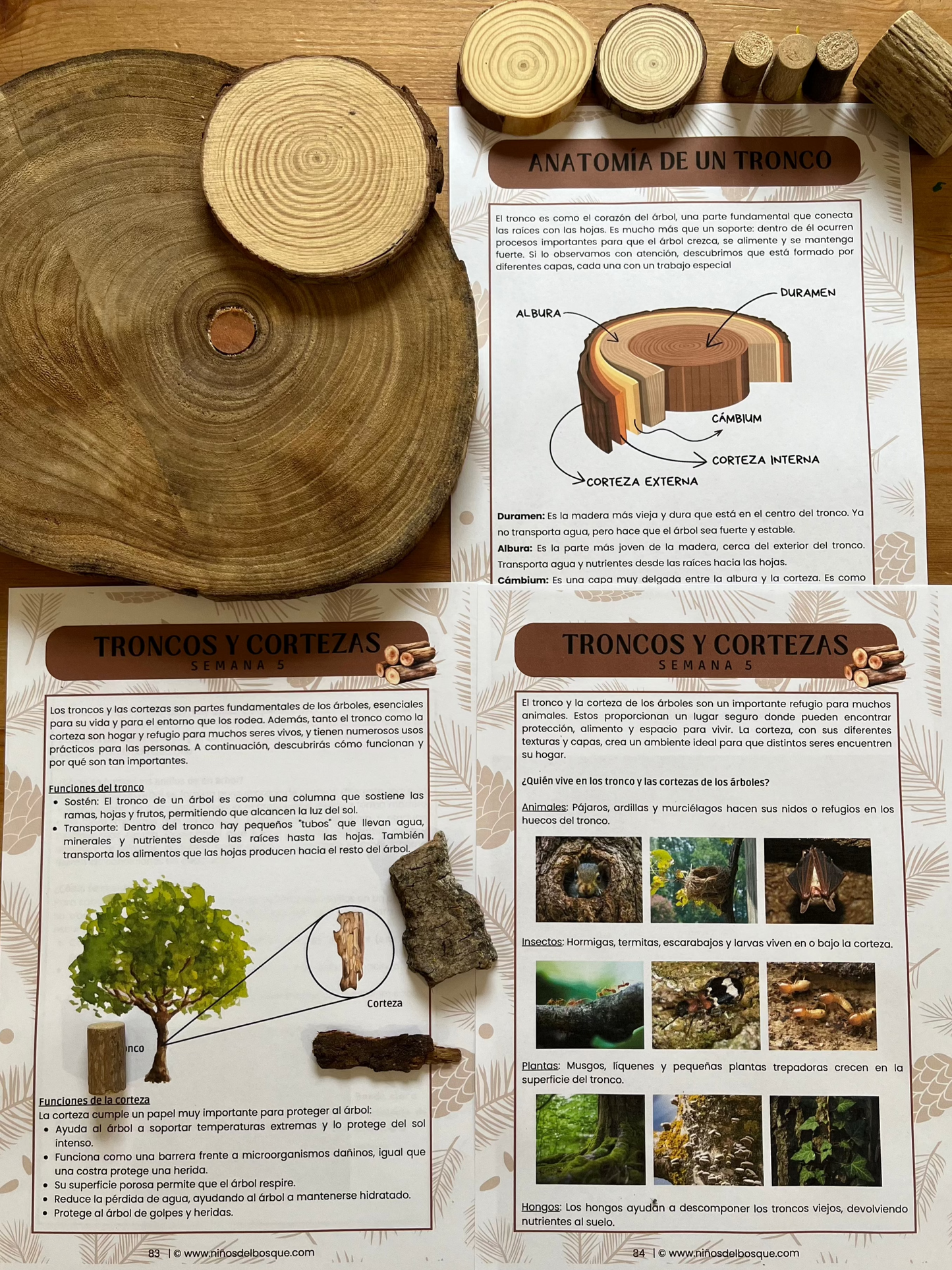 Páginas de una guía educativa de naturaleza para niños sobre troncos y cortezas de los árboles, con ilustraciones de la anatomía de un tronco y secciones reales de madera.