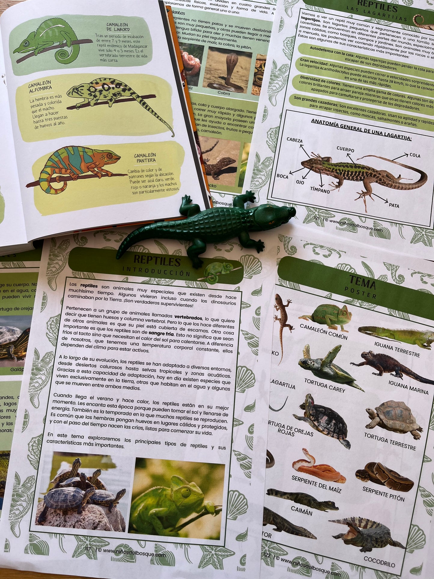 Páginas de una guía educativa sobre reptiles para niños con ilustraciones y fotografías de lagartos, tortugas y serpientes, parte de un recurso de estudios de naturaleza.